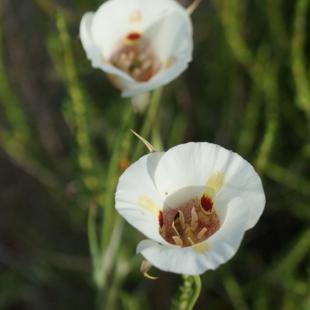 Calochortus venustus (white form)